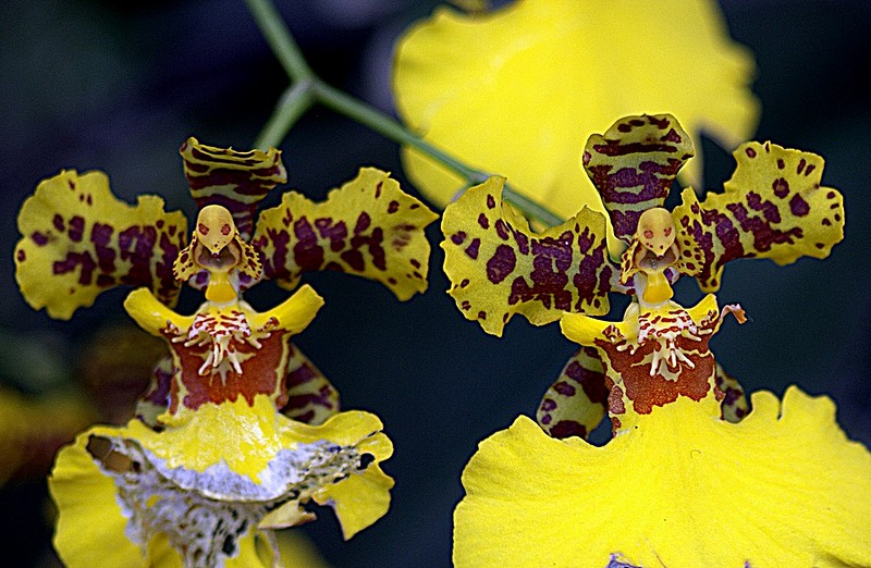 גולגלות או עטלפים