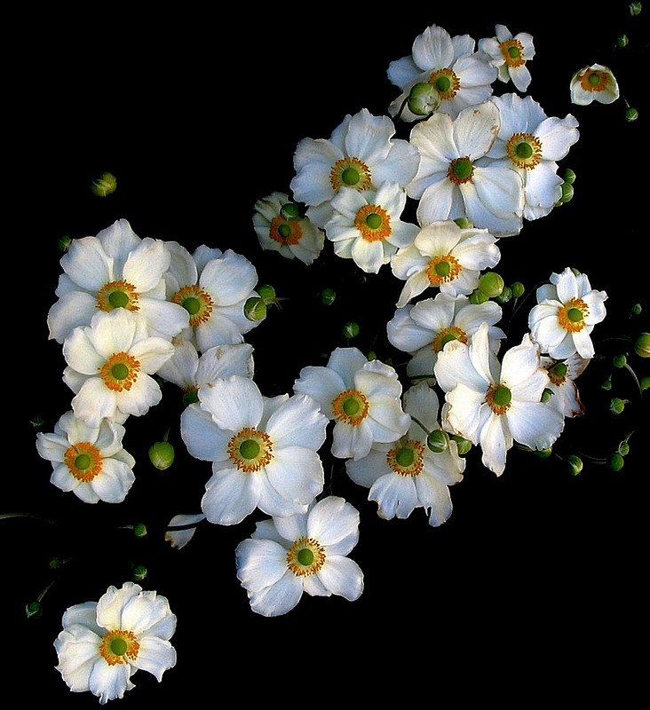 פרחים לבנים