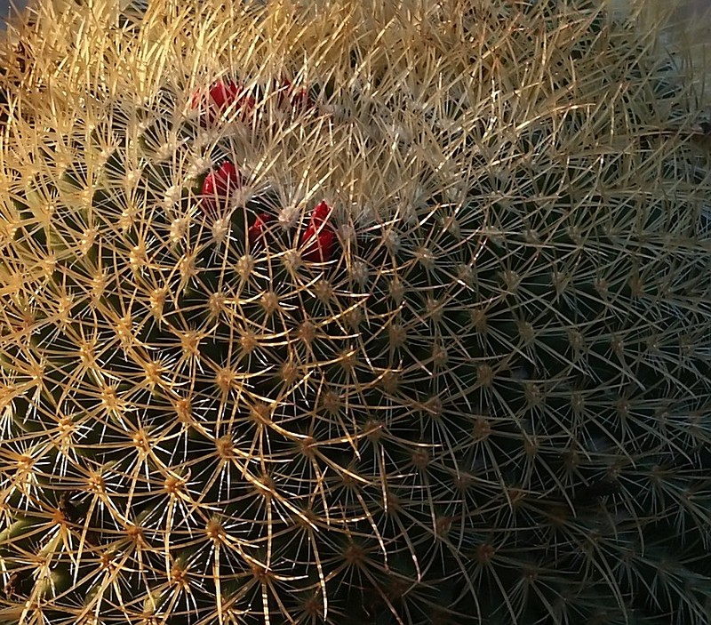 סבך של קוצים