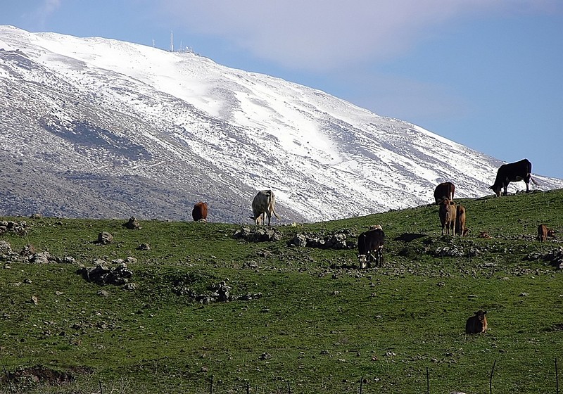 שוויץ  זה כאן 2