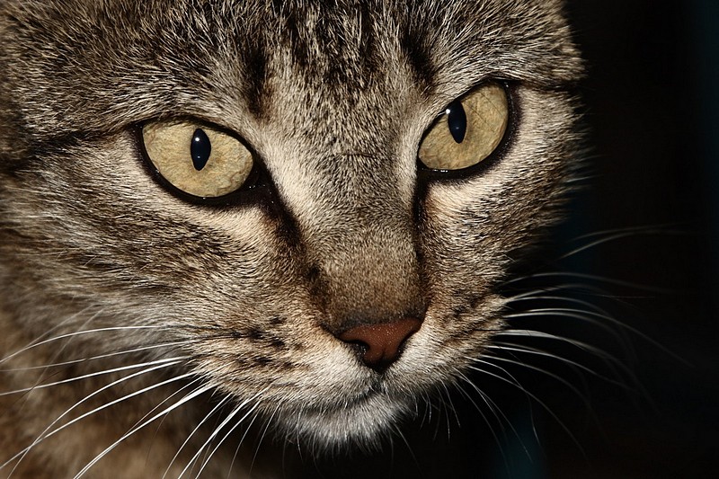 קלוזאפ קיטי 2