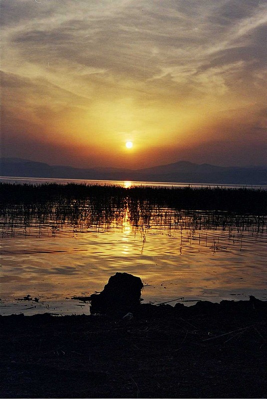 צילום: aviad levy