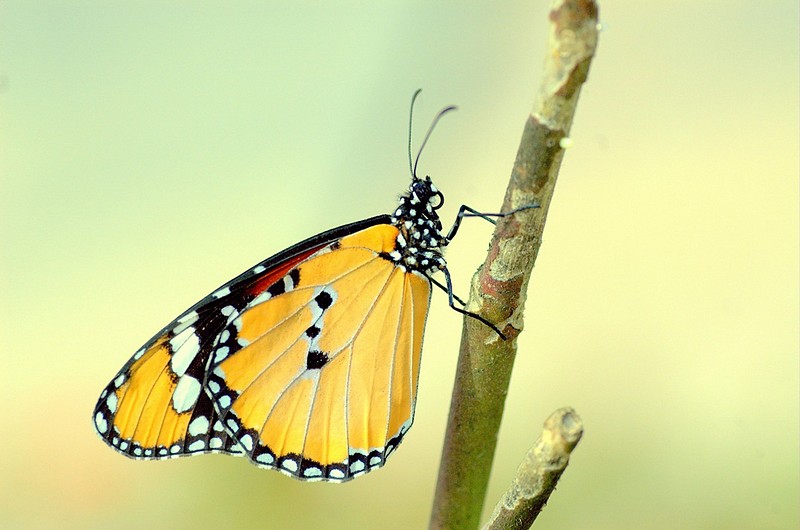 עולם הפרפרים בסינגפור.