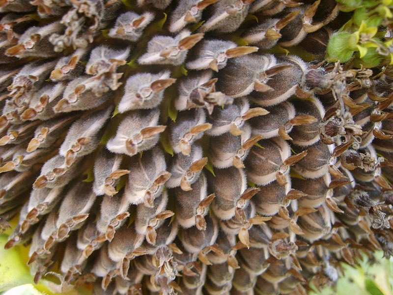 צילום: אורן סוננברג