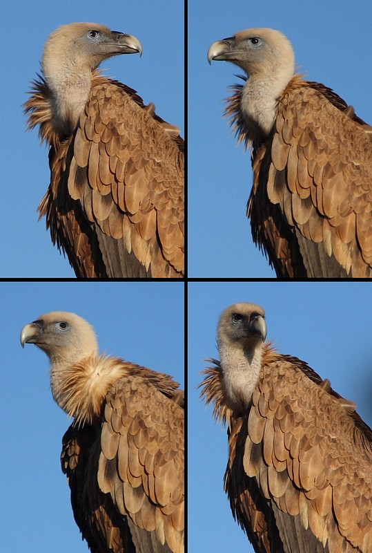 מבטים של נשר