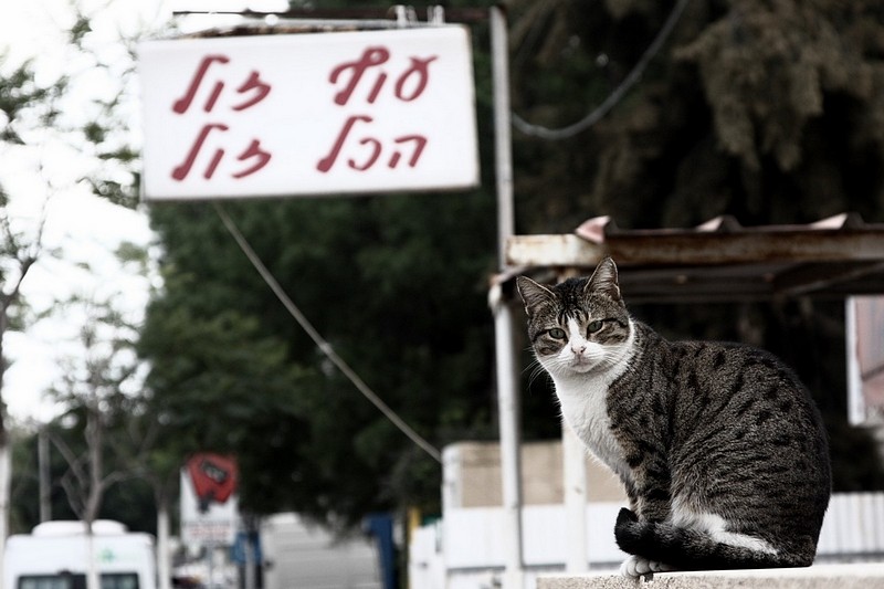 מחכה להזדמנות