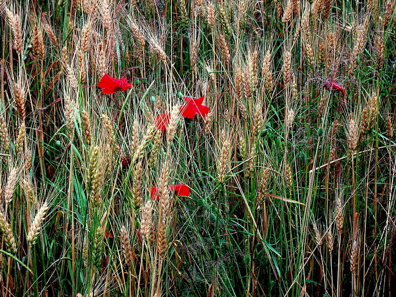 אדום בים השיבולים ...