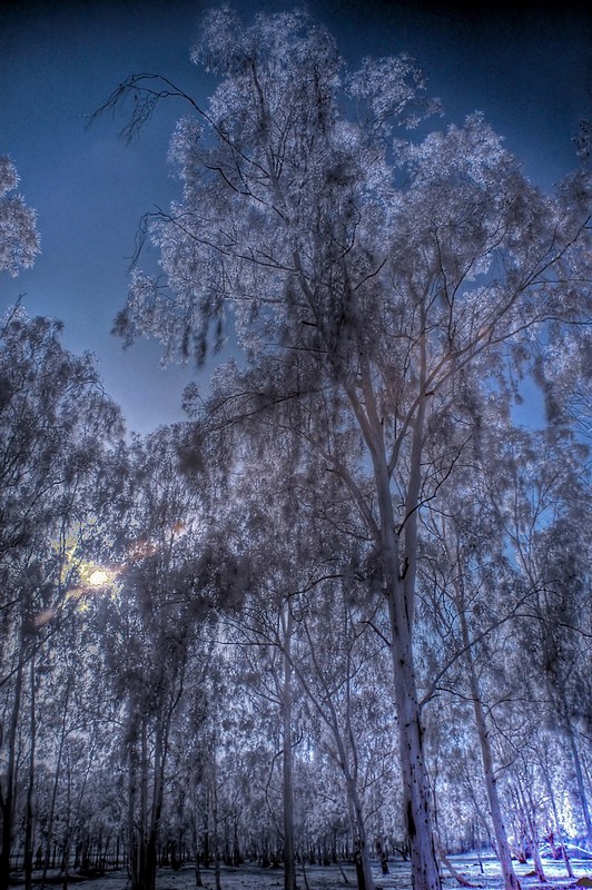 יער הרפאים HD{I}R