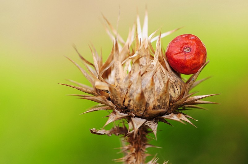 זה רק נראה מתוק..