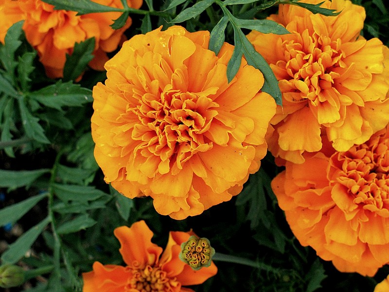 צבע התפוז ...