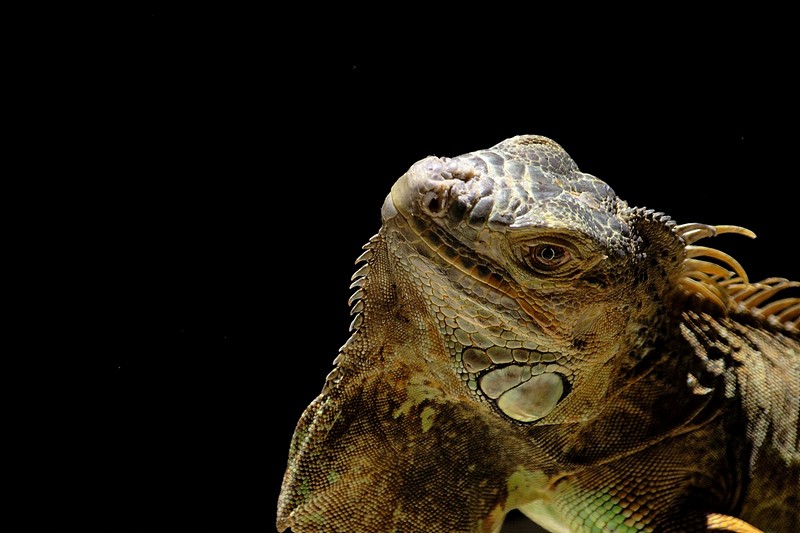 מי יודע מדוע ןלמה ?