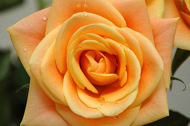 ורד צהוב