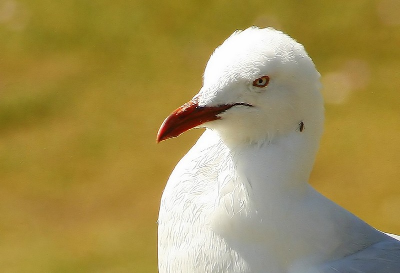 שניים במחיר אחד..