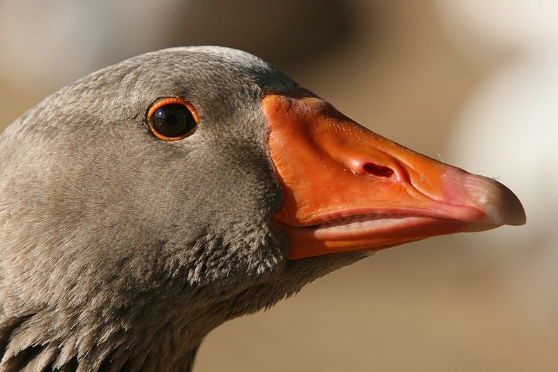 צילום: ניסים חורש