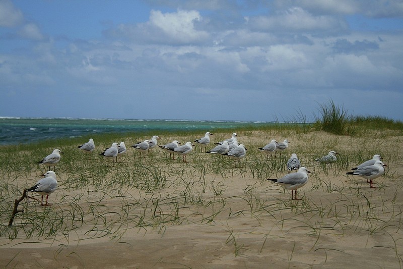חיילים לבנים.