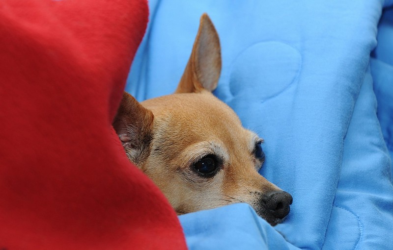 מתקרבלת בצבע