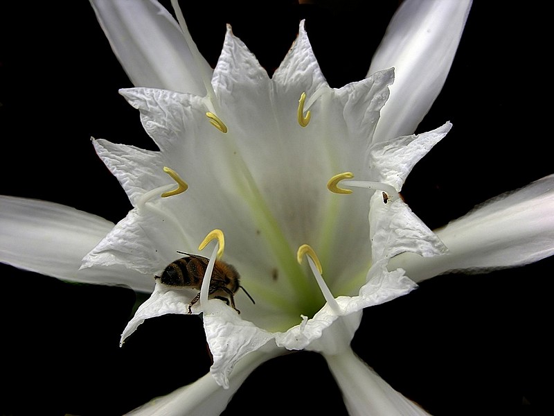 ביקור הדבורה