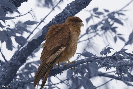 צילום: רוני  