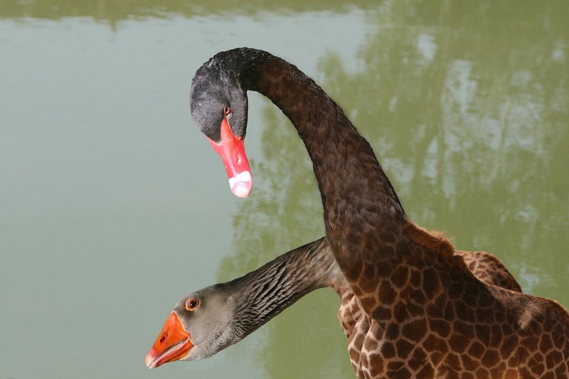 צילום: ניסים חורש