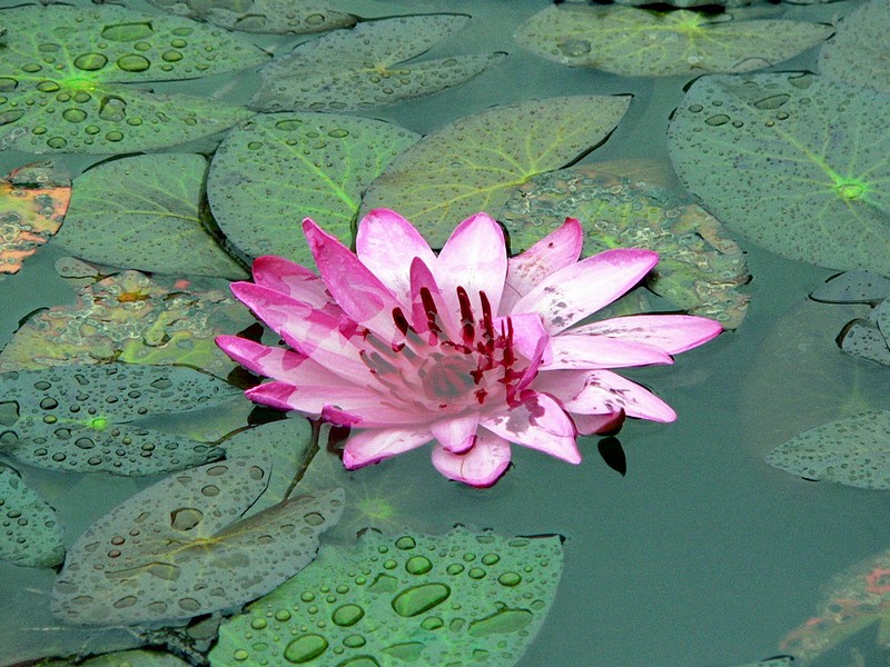 פרח מים