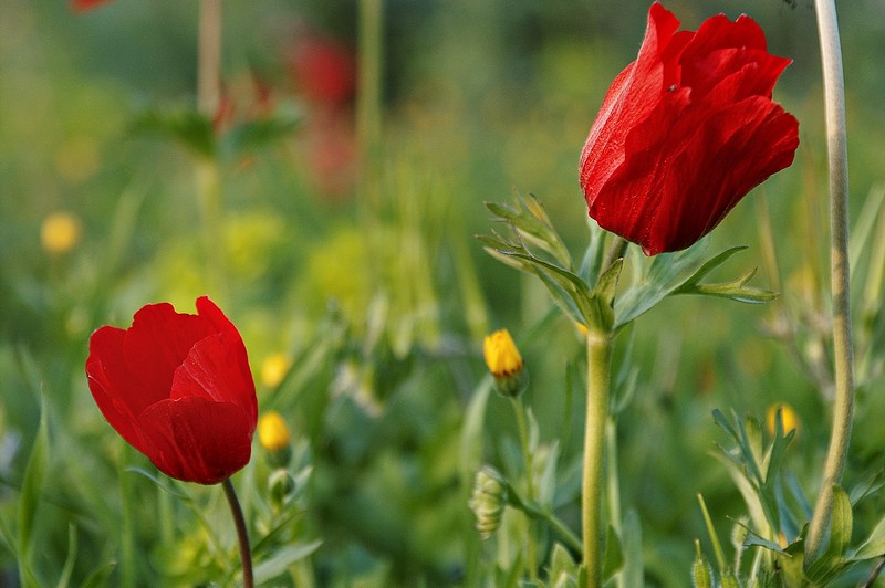 שתי כלניות אדומות