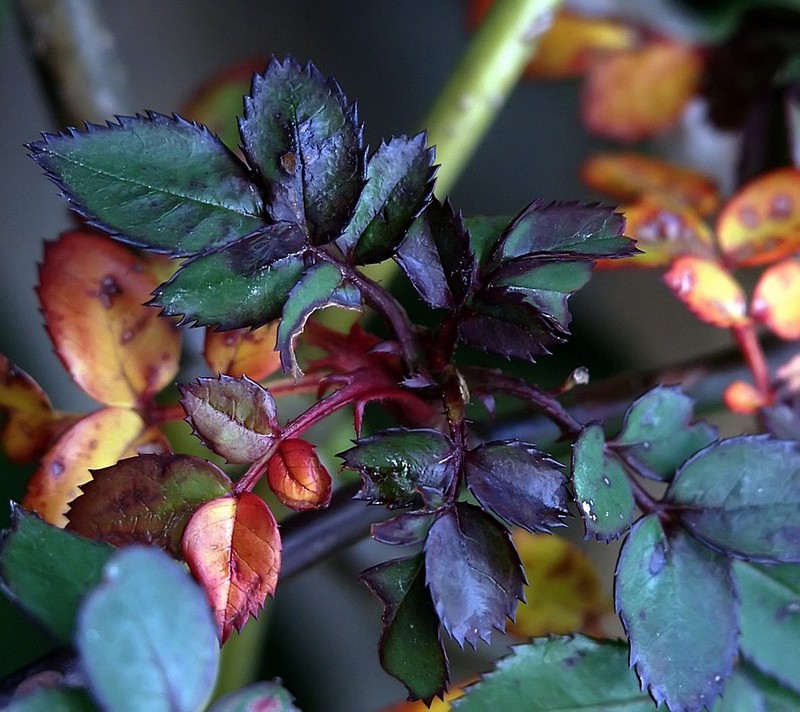 עלים בצבעים