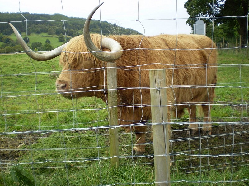 צילום: מיטל ה