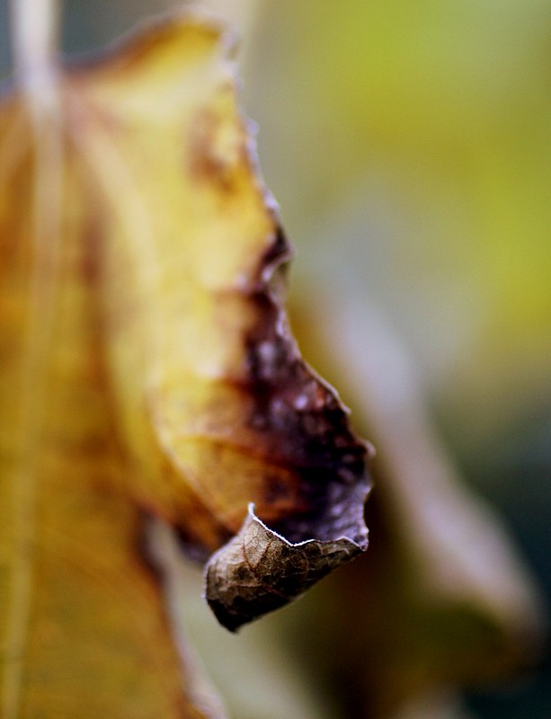 האומנותית הראשונה שלי