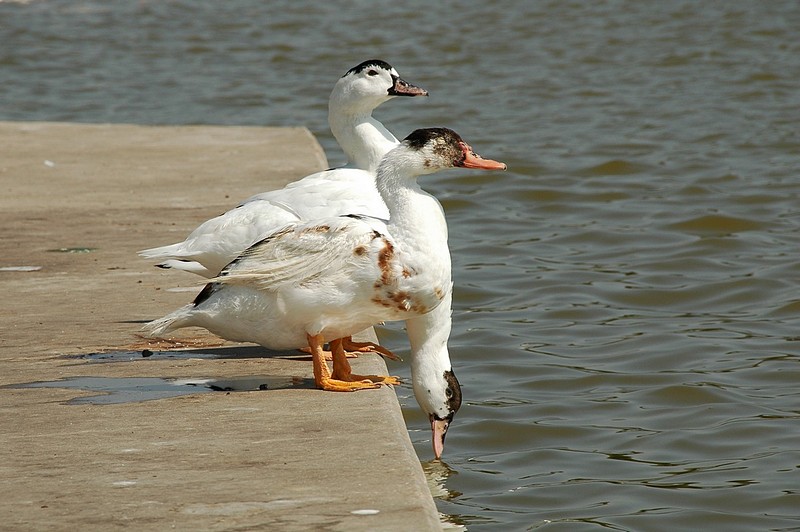 למעלה, למטה, למעלה