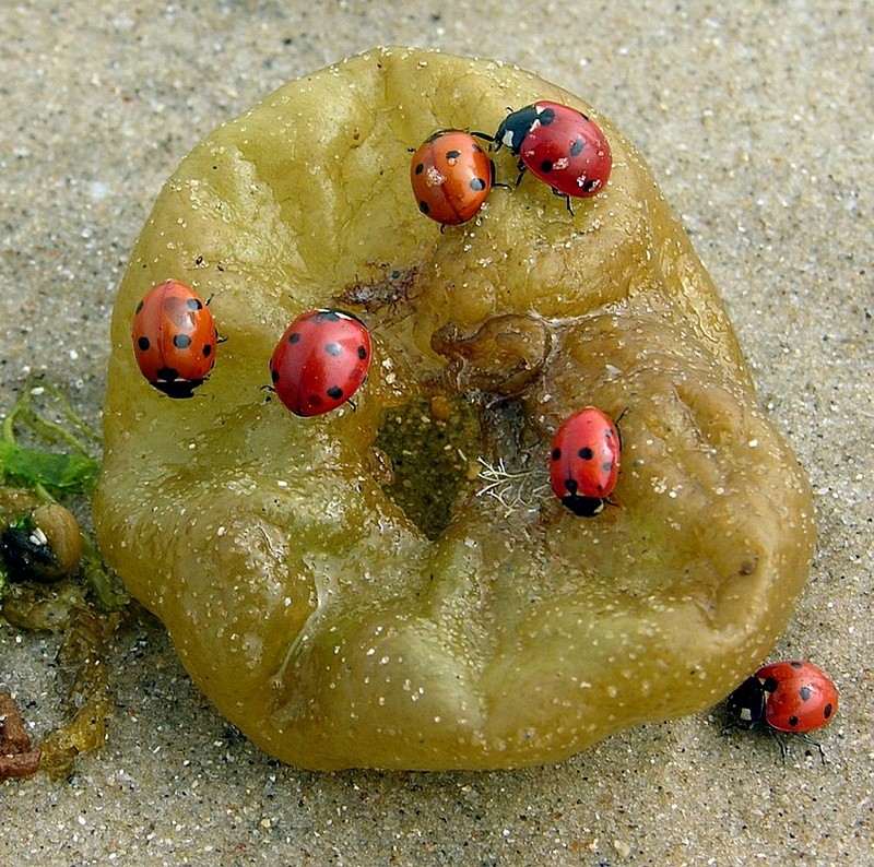 כנס חיפושיות 2