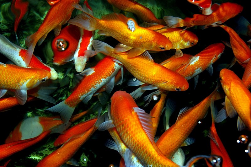 הרבה זהב במים.