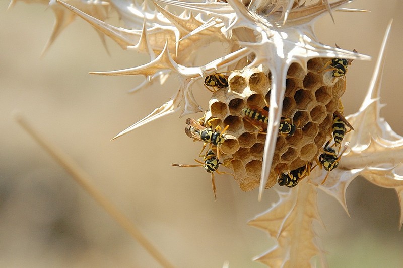 קן לצרעה בין הקוצים