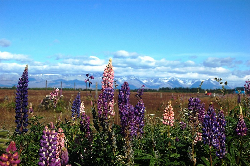 פריחה למרגלות ההרים