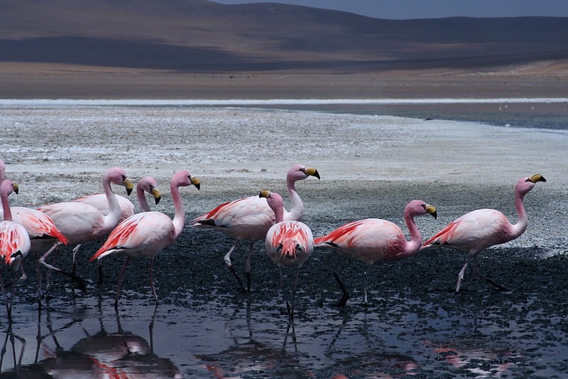 bolivian flamingos