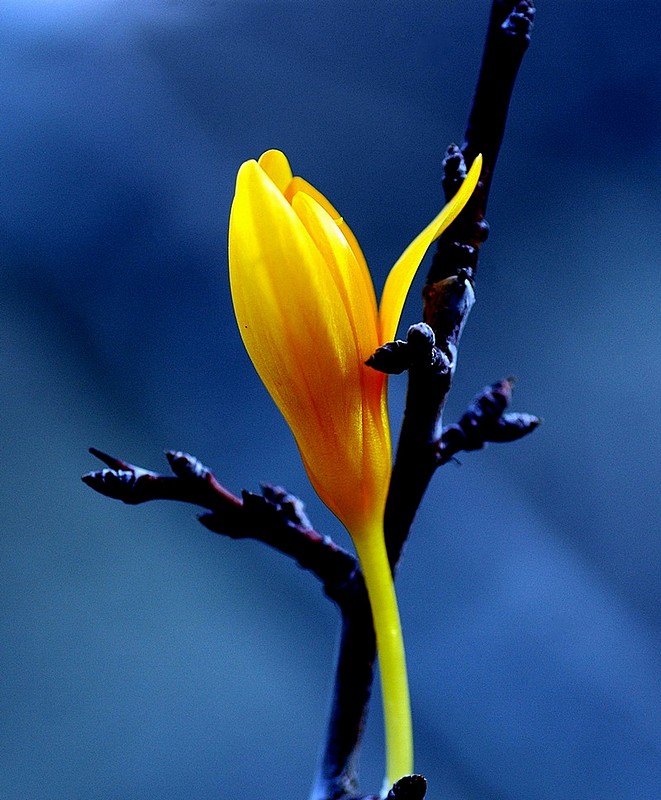 העלה הראשון.