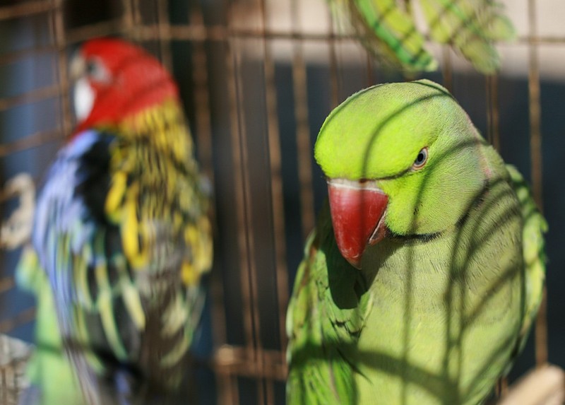 צילום: אלישבע אשל