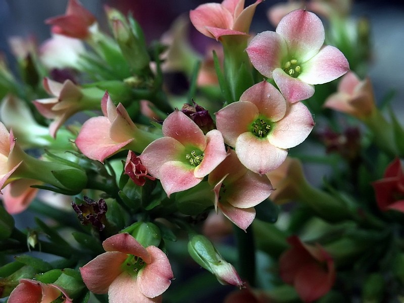 פרחים באלכסון 2