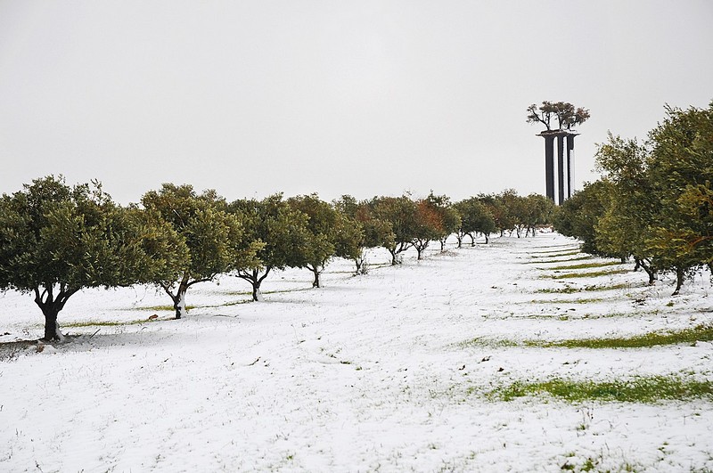 מטע זיתים מושלג