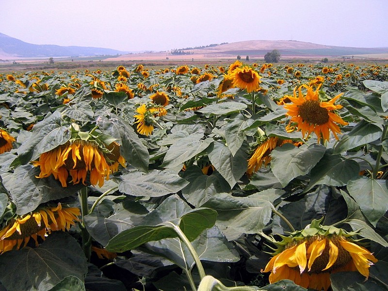 צילום: שמעון azolay