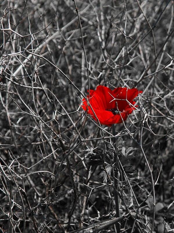 החיים מאחורי סורגים