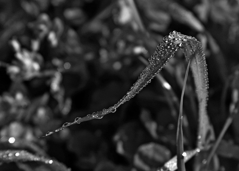 בוקר בשביל ישראל