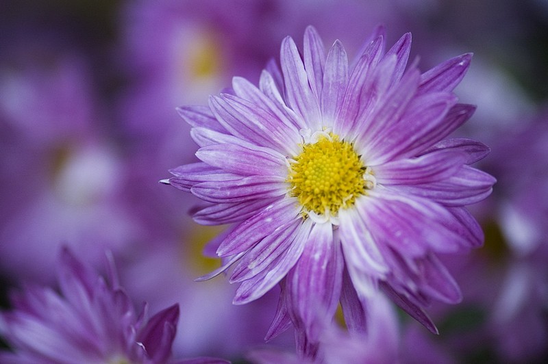ים סגול של פרחים