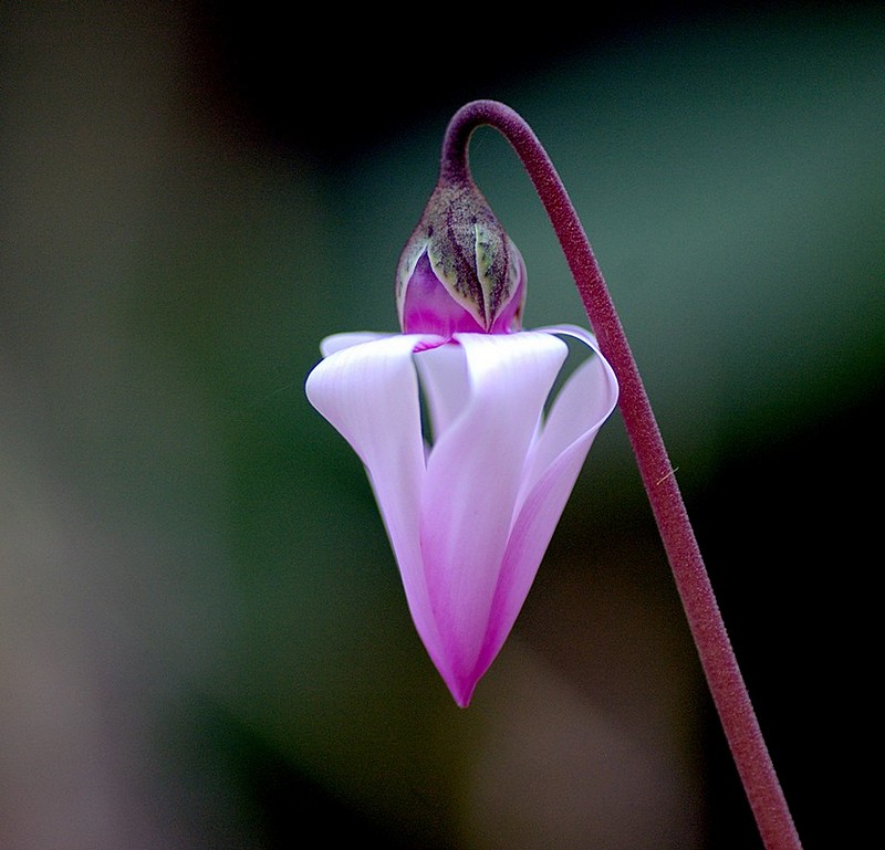 מתחת לסלע צומחת.....
