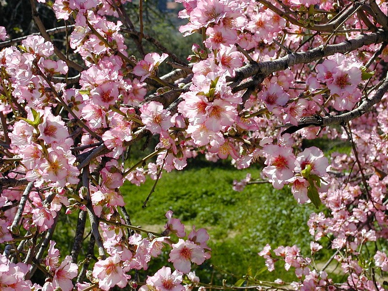 השקדיה פורחת