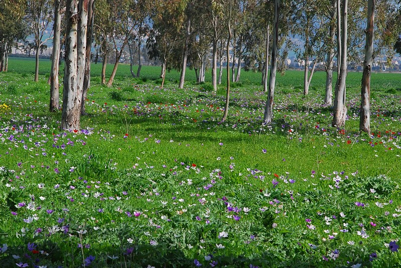 כלניות במסגרת