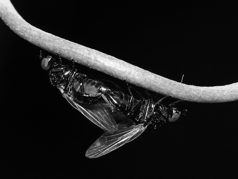 זוגיות משהו...