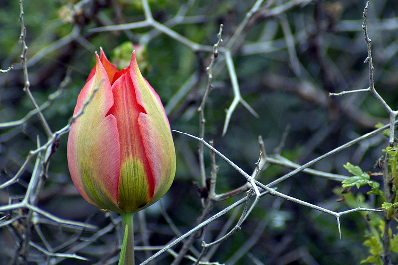 צילום: Yigal Hachmon