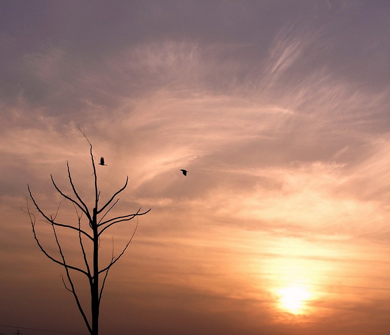 בין הערביים