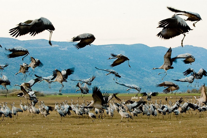 צילום: Yigal Hachmon