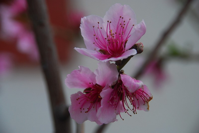 פריחת האפרסק